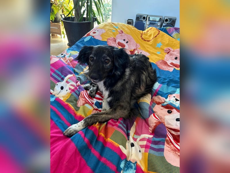 Kira Tierschutzhund sucht ein Zuhause