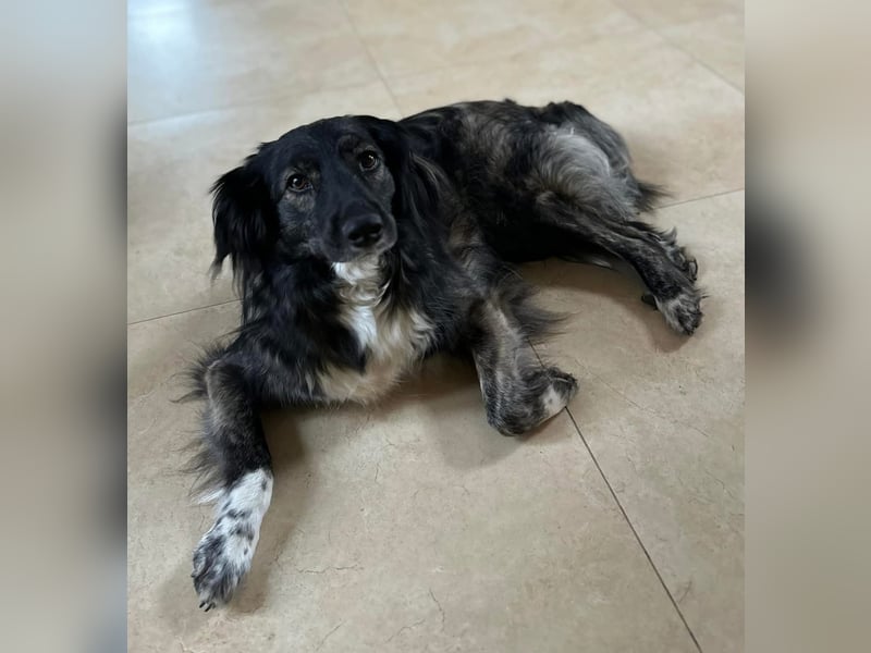 Kira Tierschutzhund sucht ein Zuhause