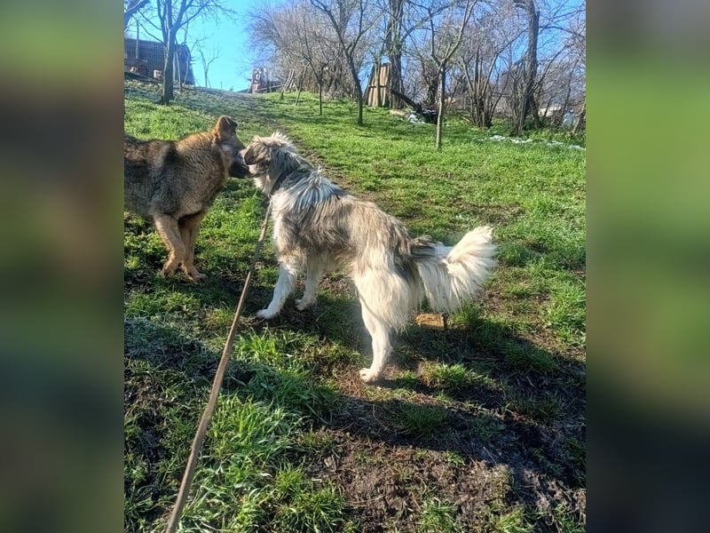 Laika Tierschutzhund sucht ein Zuhause