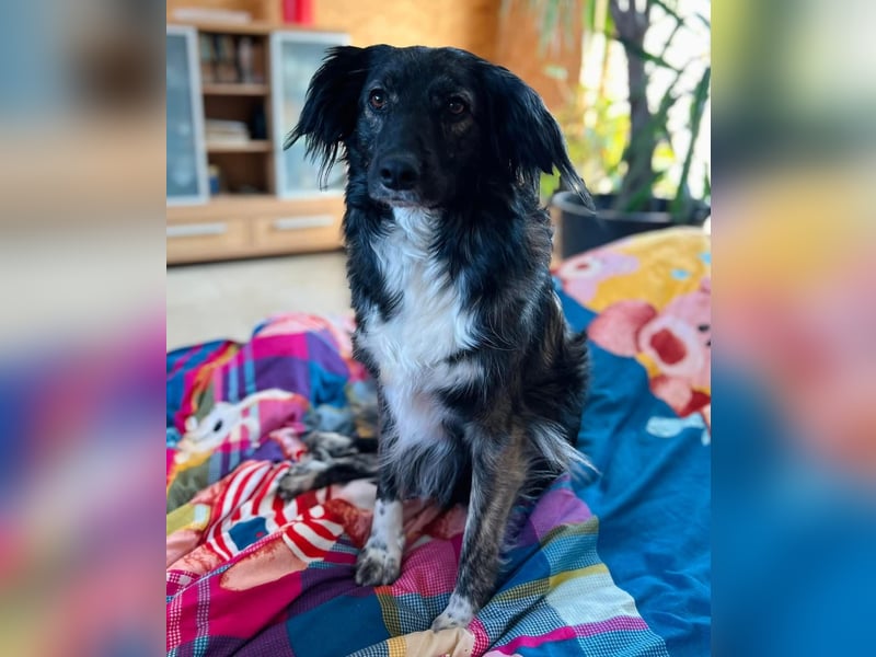 Kira Tierschutzhund sucht ein Zuhause