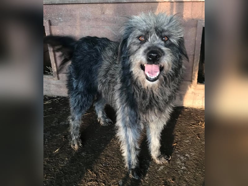 Kelly- Wuschelhündin auf der Suche nach ihren Menschen, 3 Jahre alt