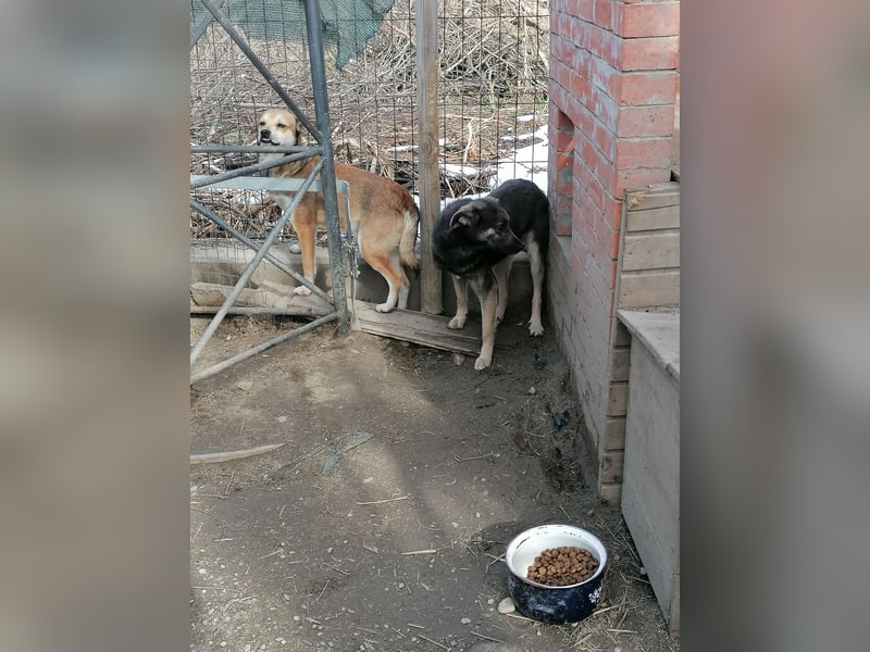 GREY, Hündin, 4 Jahre, 44 cm, Mischling, Tierschutz