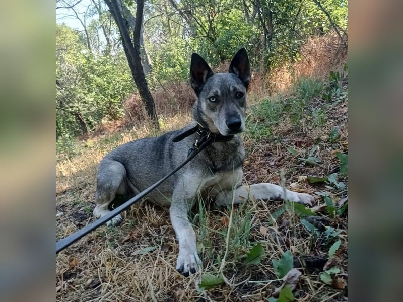 Lolita Tierschutzhund sucht ein Zuhause