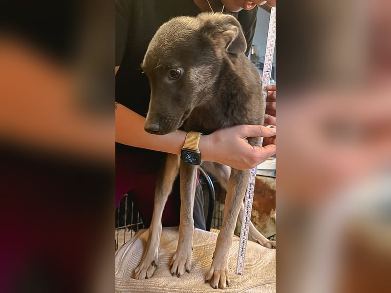 ⭐️GREY⭐️, Schüchterner Schatz, Hündin, 4 Jahre, 44 cm, Mischling, Tierschutz