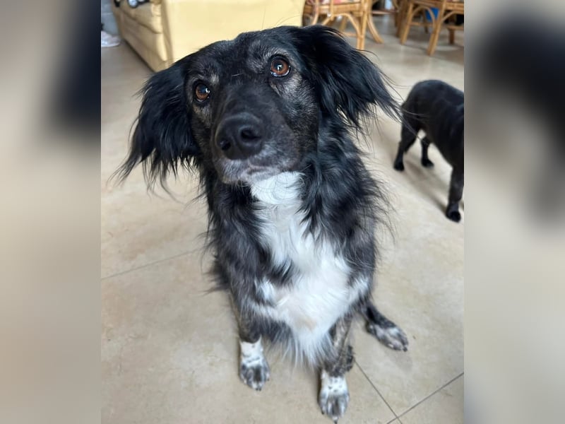 Kira Tierschutzhund sucht ein Zuhause