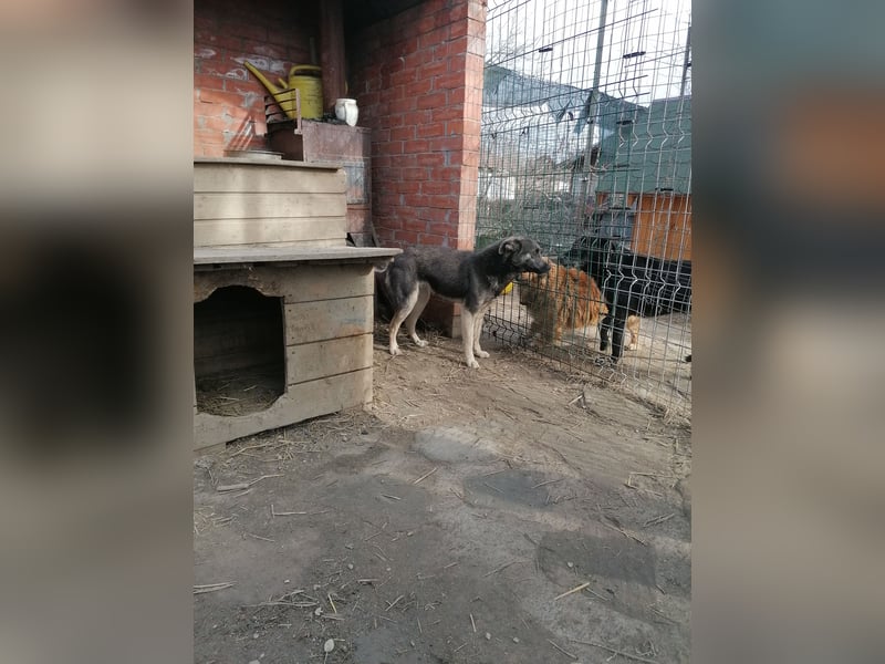 GREY, Hündin, 4 Jahre, 44 cm, Mischling, Tierschutz