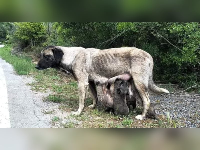 Maddy - liebevoll und führsorglich