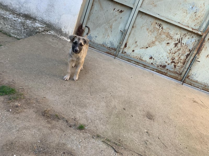 Pebbles - Huskymix