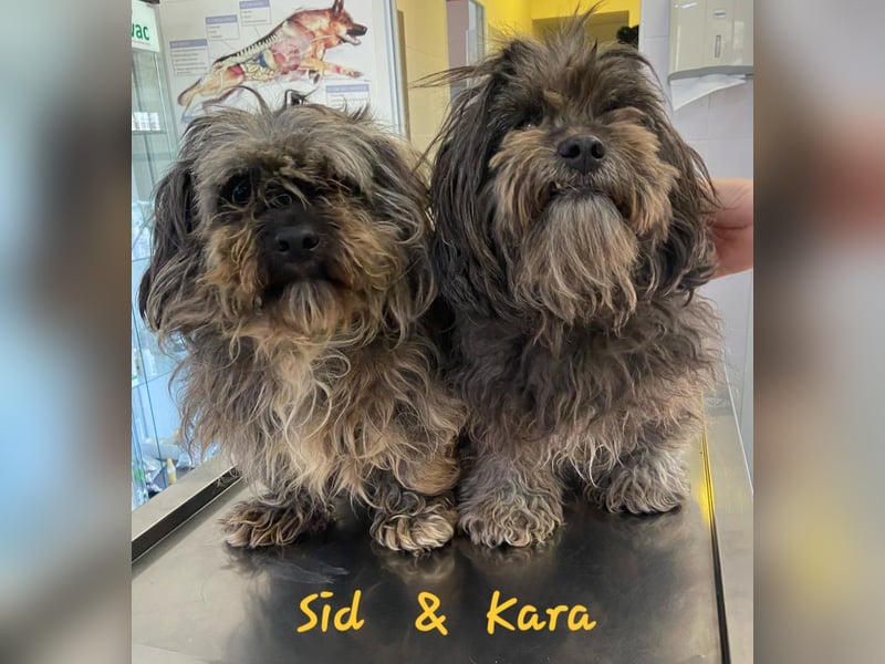 Kara und Sid - 2 Freunde suchen ein Zuhause