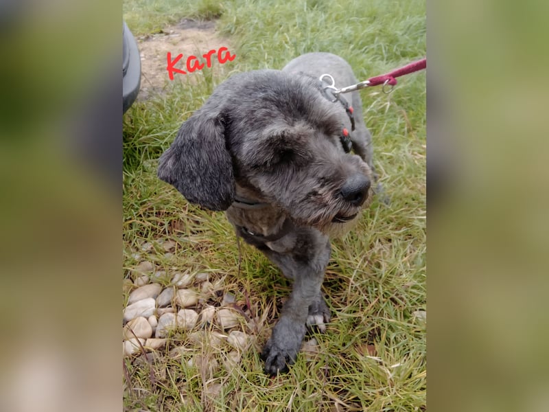 Kara und Sid - 2 Freunde suchen ein Zuhause