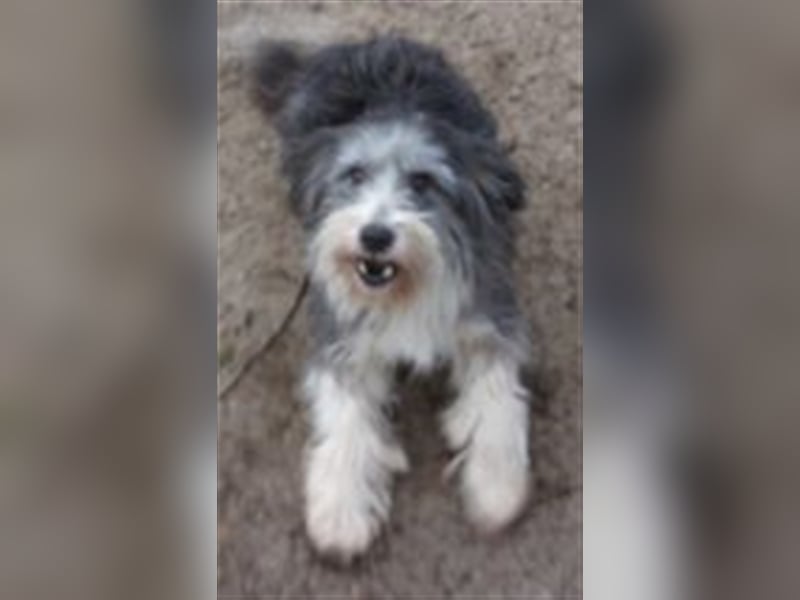 FLEUR ❤ sucht Zuhause oder Pflegestelle