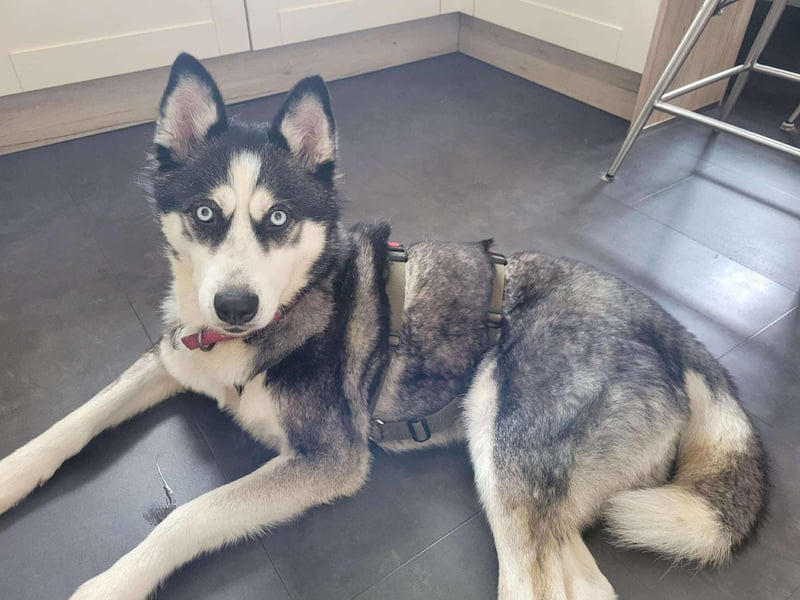 Husky-Mischlingshündin Lena sucht ihr Zuhause - auf Pflegestelle in 66806 Ensdorf