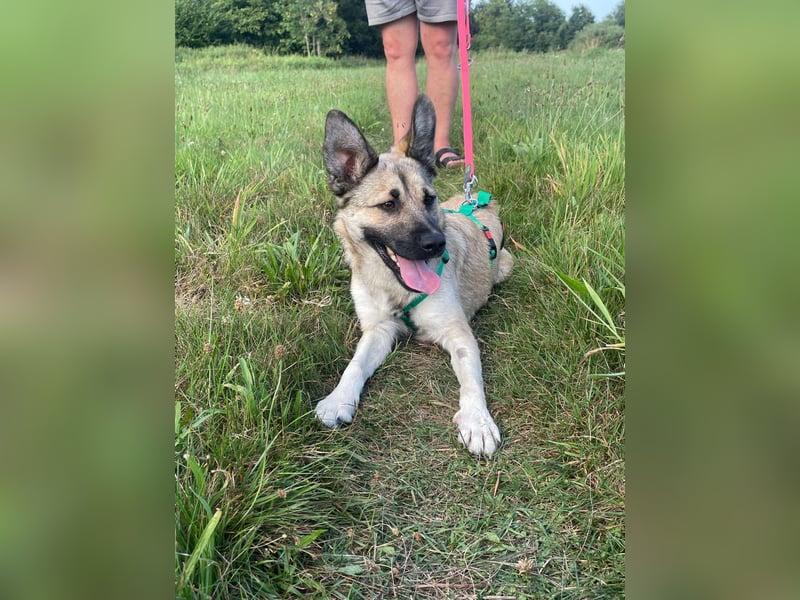 süße kleine Mischlings Hündin Roxie sucht ihre Familie
