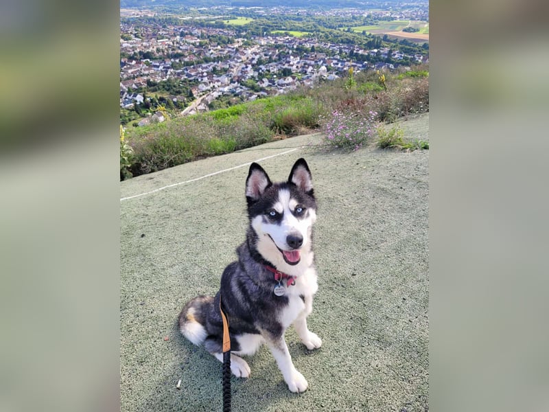 Husky-Mischlingshündin Lena sucht ihr Zuhause - auf Pflegestelle in 66806 Ensdorf