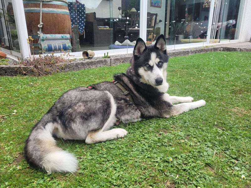 Husky-Mischlingshündin Lena sucht ihr Zuhause - auf Pflegestelle in 66806 Ensdorf