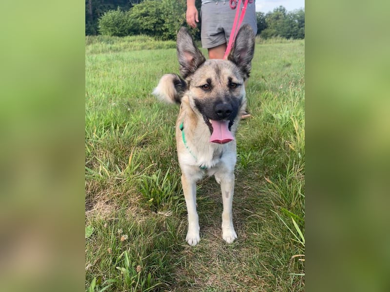 süße kleine Mischlings Hündin Roxie sucht ihre Familie