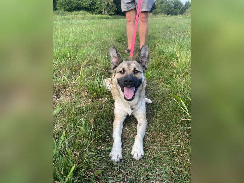 süße kleine Mischlings Hündin Roxie sucht ihre Familie