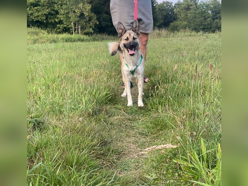 süße kleine Mischlings Hündin Roxie sucht ihre Familie