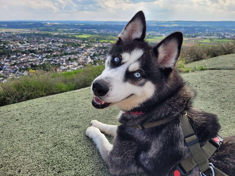 Husky-Mischlingshündin Lena sucht ihr Zuhause - auf Pflegestelle in 66806 Ensdorf