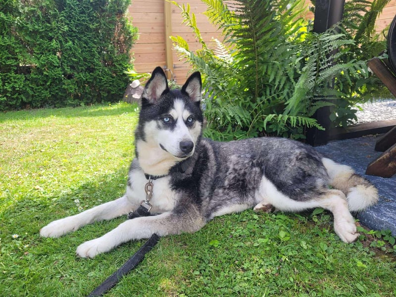 Husky-Mischlingshündin Lena sucht ihr Zuhause - auf Pflegestelle in 66806 Ensdorf
