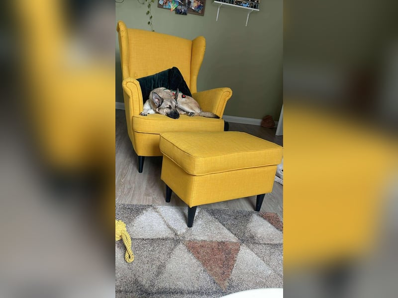 süße kleine Mischlings Hündin Roxie sucht ihre Familie
