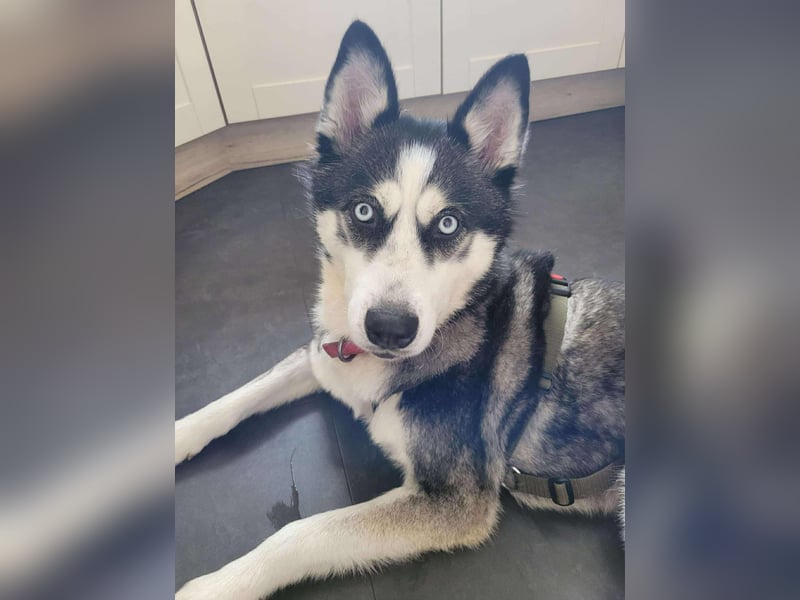 Husky-Mischlingshündin Lena sucht ihr Zuhause - auf Pflegestelle in 66806 Ensdorf