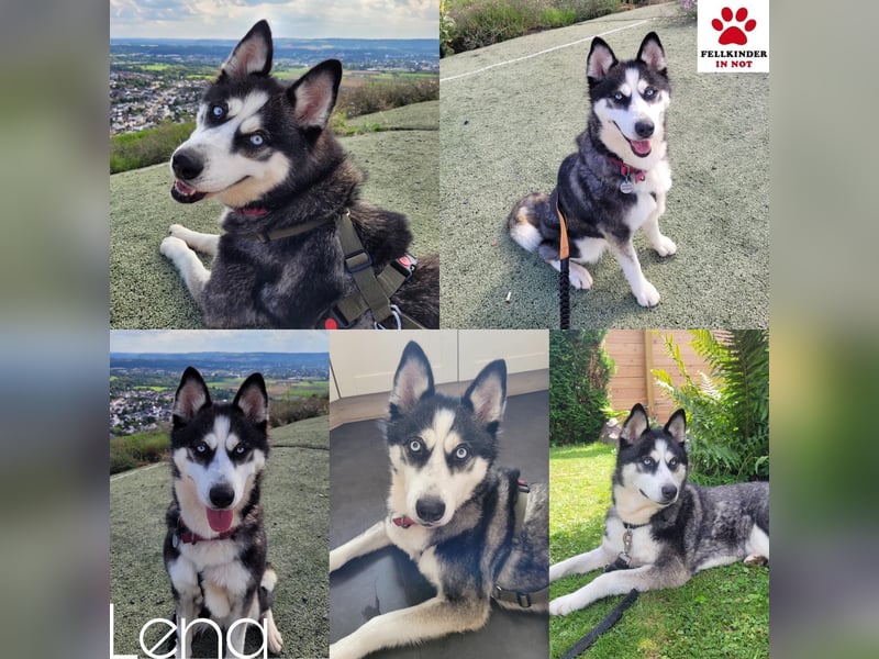 Husky-Mischlingshündin Lena sucht ihr Zuhause - auf Pflegestelle in 66806 Ensdorf