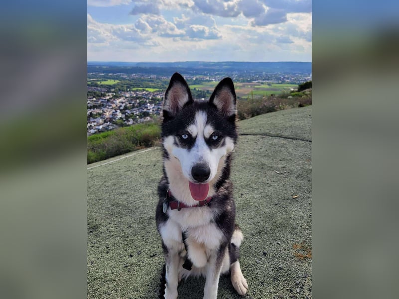Husky-Mischlingshündin Lena sucht ihr Zuhause - auf Pflegestelle in 66806 Ensdorf