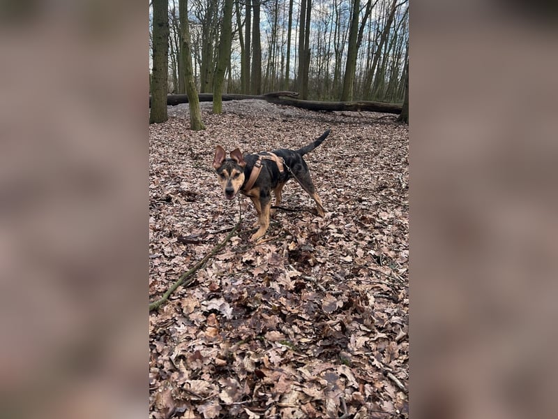 ,,Lady“ sucht ein neues Zuhause.