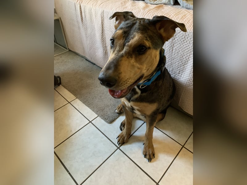 ,,Lady“ sucht ein neues Zuhause.