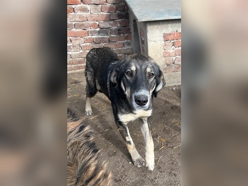 Bailey- gutmütig und liebevoll