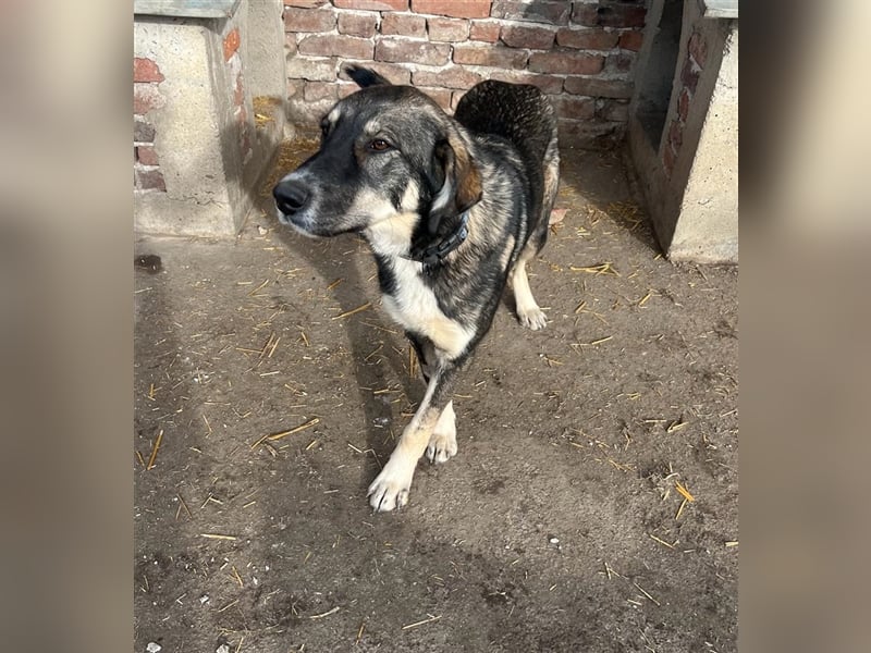 Bailey- gutmütig und liebevoll