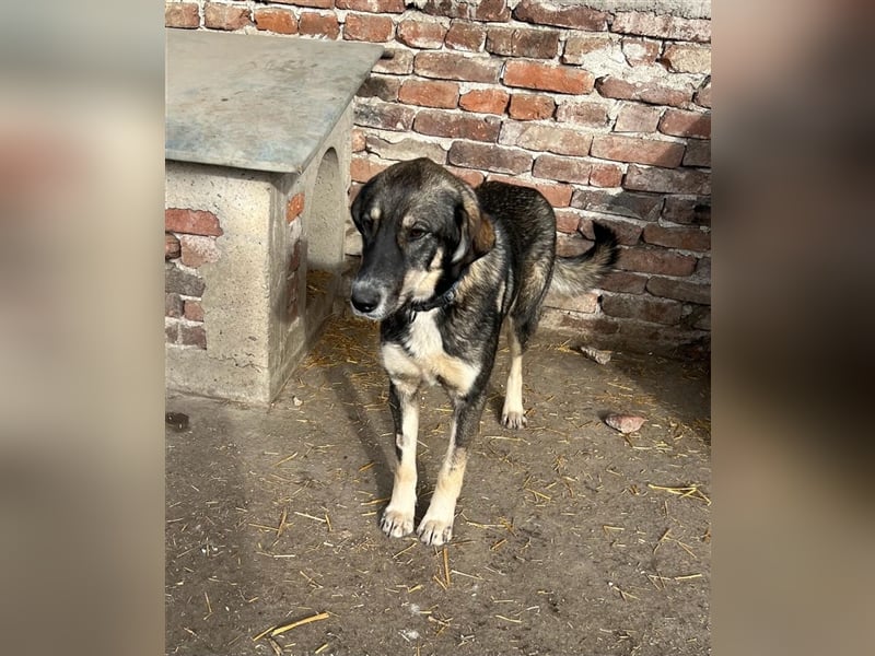 Bailey- gutmütig und liebevoll