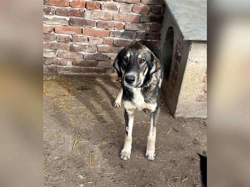 Bailey- gutmütig und liebevoll