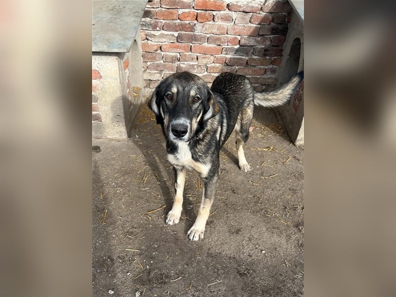 Bailey- gutmütig und liebevoll