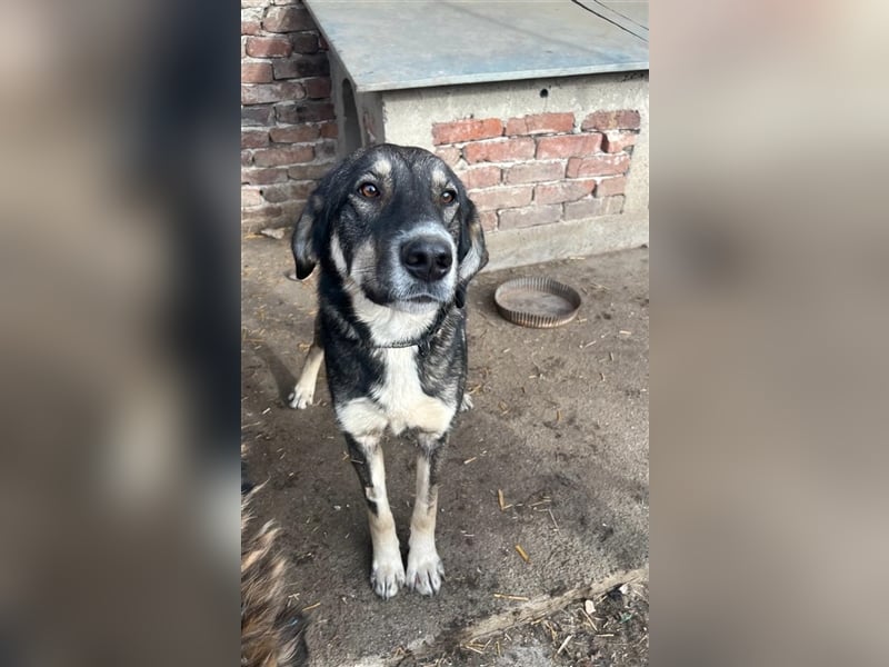 Bailey- gutmütig und liebevoll