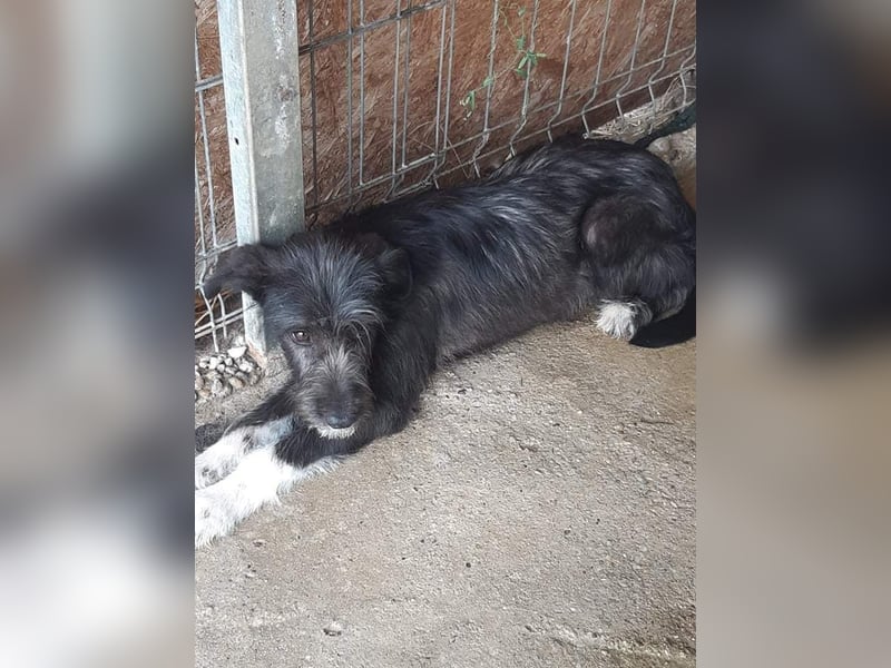 Wuscheltraum Mädchen Ellie – sucht ihr Glück