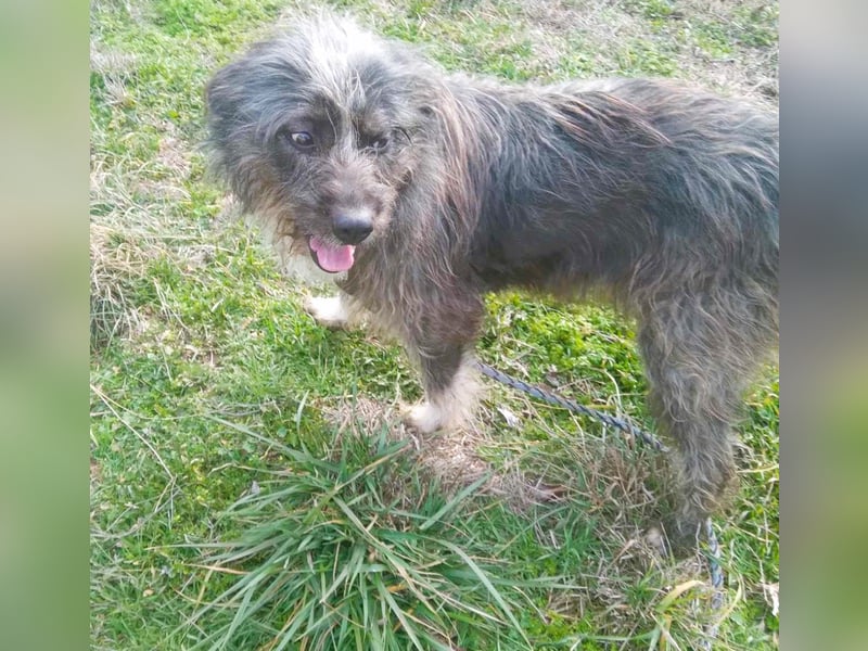 Wuscheltraum Mädchen Ellie – sucht ihr Glück