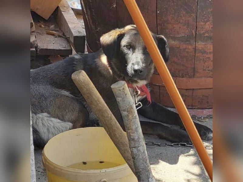 Belina sucht ein liebevolles Zuhause ❤️
