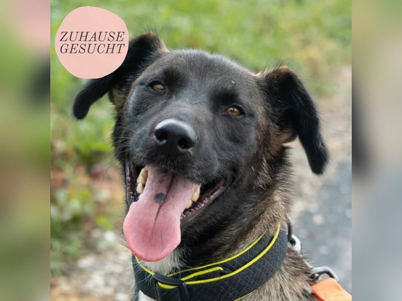 Belina sucht ein liebevolles Zuhause ❤️