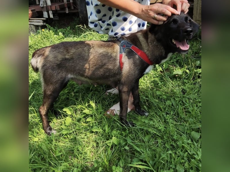 Belina sucht ein liebevolles Zuhause ❤️