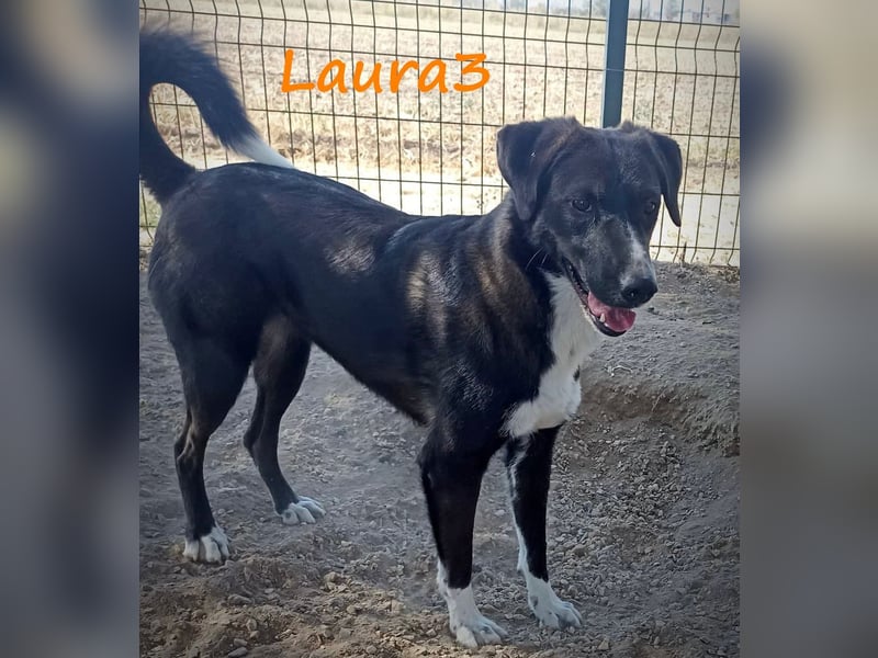 Laura3 06/2019 (GRC) - schüchterne Schönheit wünscht sich ein ruhiges Zuhause!