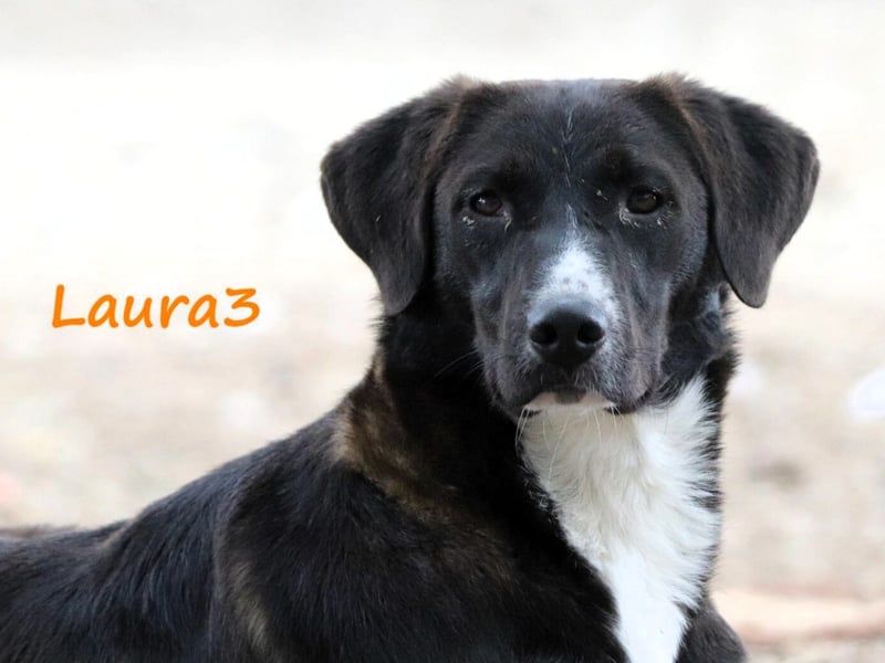 Laura3 06/2019 (GRC) - schüchterne Schönheit wünscht sich ein ruhiges Zuhause!