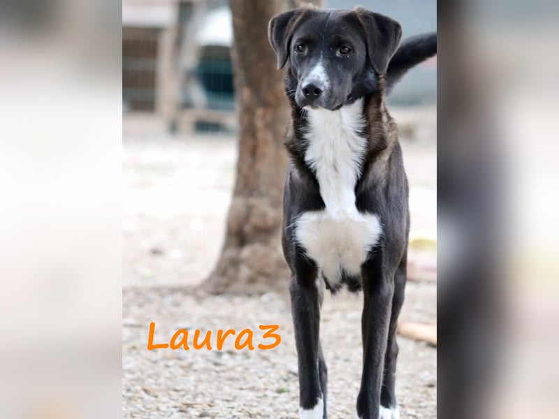 Laura3 06/2019 (GRC) - schüchterne Schönheit wünscht sich ein ruhiges Zuhause!