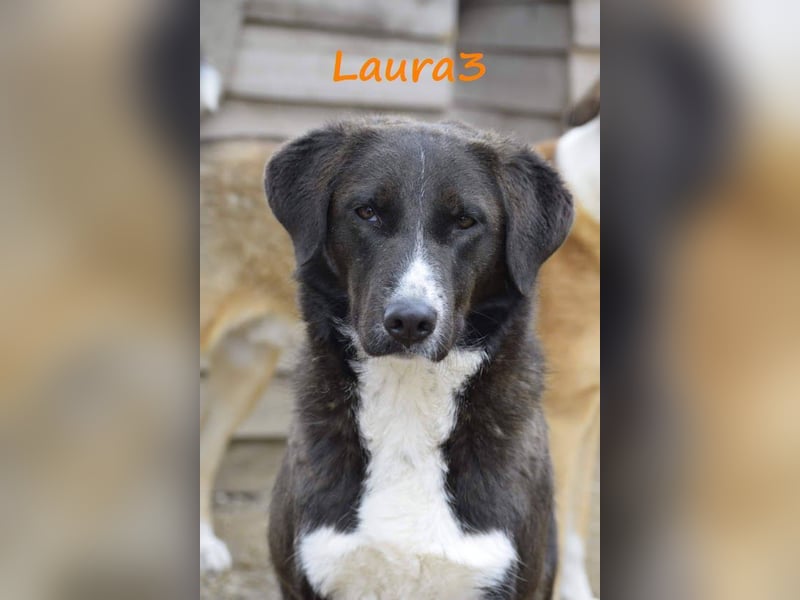 Laura3 06/2019 (GRC) - schüchterne Schönheit wünscht sich ein ruhiges Zuhause!