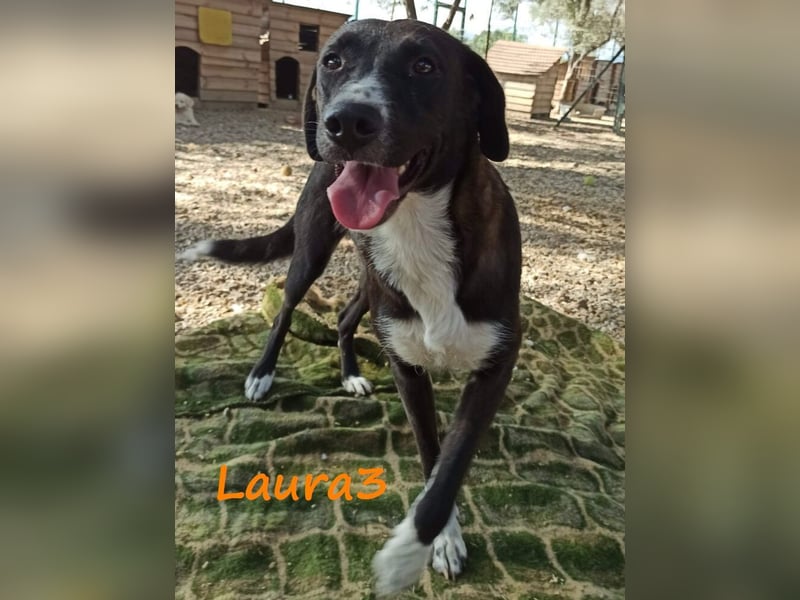 Laura3 06/2019 (GRC) - schüchterne Schönheit wünscht sich ein ruhiges Zuhause!