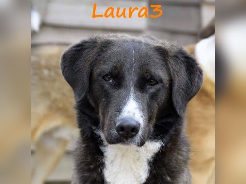 Laura3 06/2019 (GRC) - schüchterne Schönheit wünscht sich ein ruhiges Zuhause!