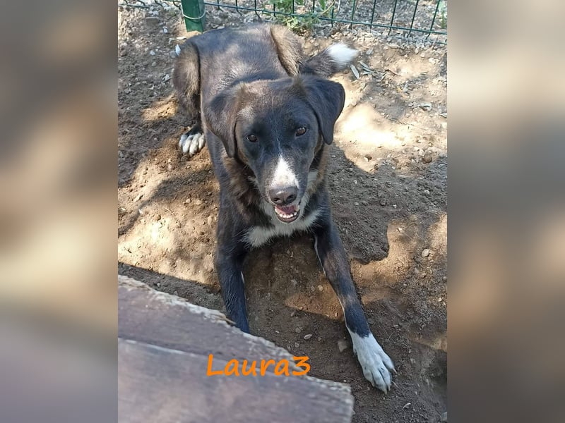 Laura3 06/2019 (GRC) - schüchterne Schönheit wünscht sich ein ruhiges Zuhause!