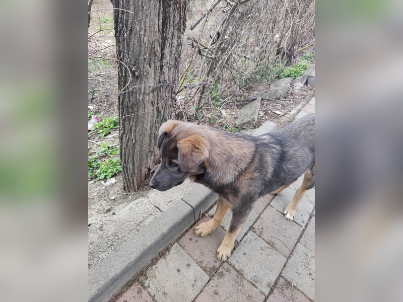 Süße Zaubermaus Fibi(6 Mon.) sucht liebevolle Hundefreunde