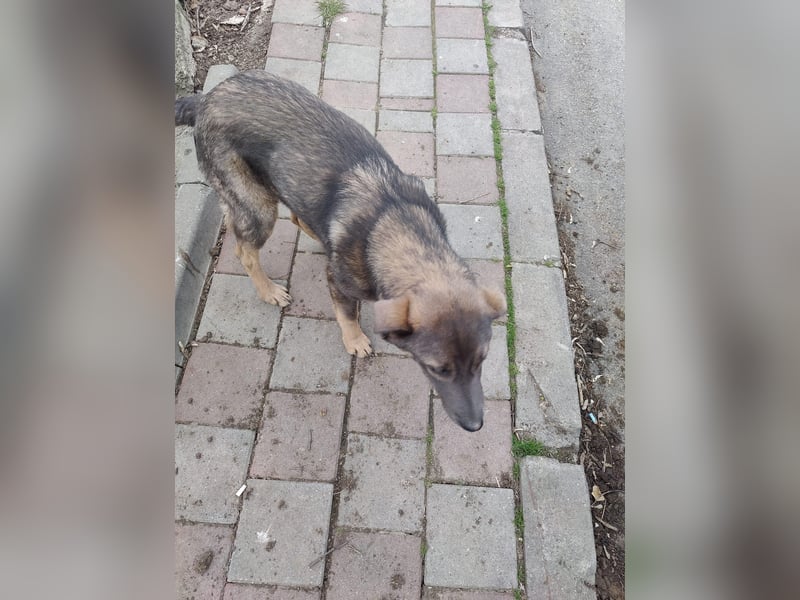 Süße Zaubermaus Fibi(6 Mon.) sucht liebevolle Hundefreunde
